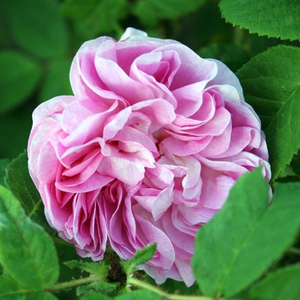Rose pâle - rosiers historiques mousse